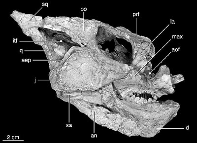 Left lateral view of the holotype skull of Yamaceratops dorngobiensis